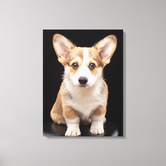Cutest Baby Animals | Corgi Puppy Standing Tall Canvas Print (Front)