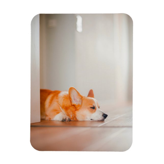 Cutest Baby Animals | Corgi Sleeping Magnet (Vertical)