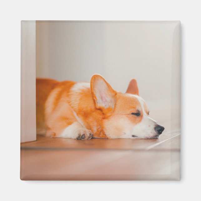 Cutest Baby Animals | Corgi Sleeping Magnet (Front)