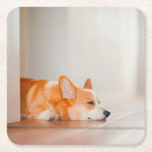 Cutest Baby Animals Corgi Sleeping Square Paper Coaster