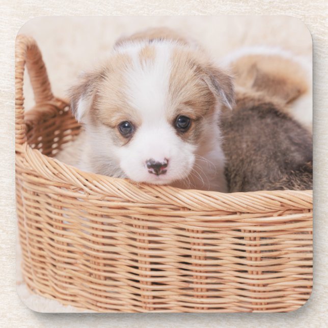 Cutest Baby Animals | Corgi Tiny Puppy Coaster (Front)