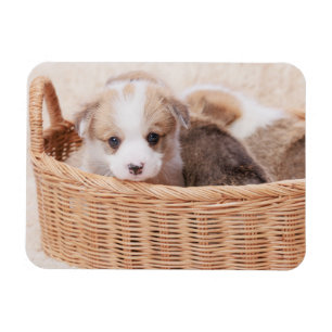Cutest Baby Animals   Corgi Tiny Puppy Magnet