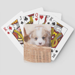 Cutest Baby Animals   Corgi Tiny Puppy Playing Cards