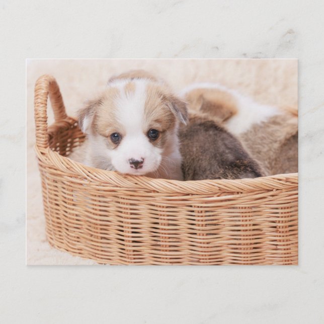 Cutest Baby Animals | Corgi Tiny Puppy Postcard (Front)