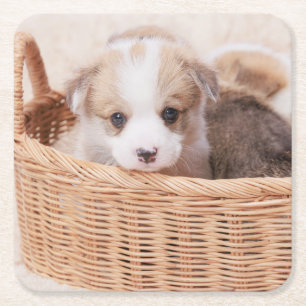 Cutest Baby Animals   Corgi Tiny Puppy Square Paper Coaster