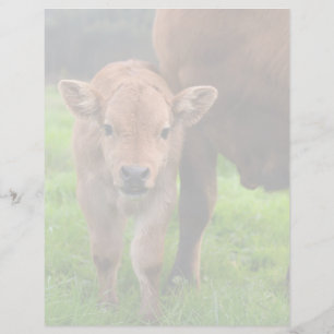 Cutest Baby Animals Cow & Calf