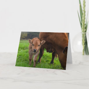 Cutest Baby Animals   Cow & Calf Card