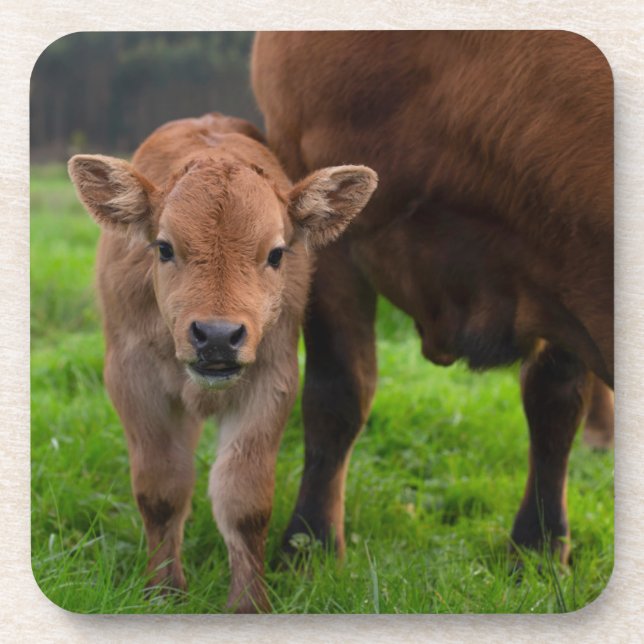 Cutest Baby Animals | Cow & Calf Coaster (Front)