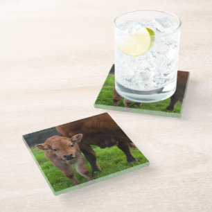 Cutest Baby Animals Cow & Calf Glass Coaster