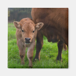 Cutest Baby Animals   Cow & Calf Magnet