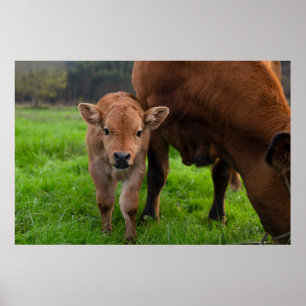 Cutest Baby Animals Cow & Calf Poster