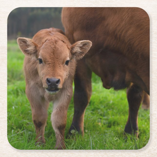 Cutest Baby Animals | Cow & Calf Square Paper Coaster (Front)