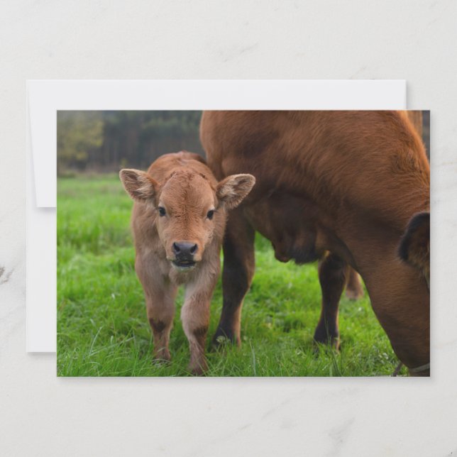 Cutest Baby Animals | Cow & Calf Thank You Card (Front)