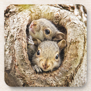 Cutest Baby Animals Curious Baby Squirrels Coaster