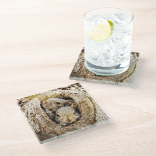 Cutest Baby Animals Curious Baby Squirrels Glass Coaster
