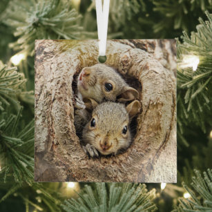 Cutest Baby Animals   Curious Baby Squirrels Glass Tree Decoration