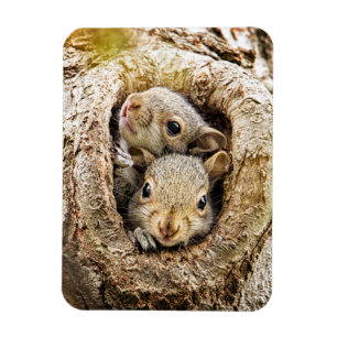 Cutest Baby Animals   Curious Baby Squirrels Magnet