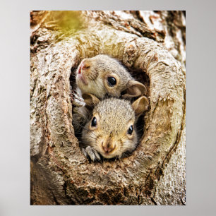 Cutest Baby Animals   Curious Baby Squirrels Poster