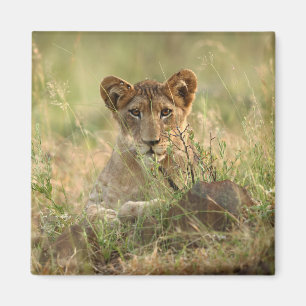 Cutest Baby Animals Cute Baby Lion Cub Magnet