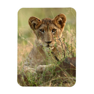 Cutest Baby Animals Cute Baby Lion Cub Magnet