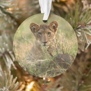 Cutest Baby Animals Cute Baby Lion Cub Ornament