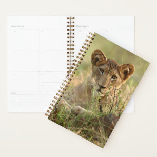 Cutest Baby Animals   Cute Baby Lion Cub Planner