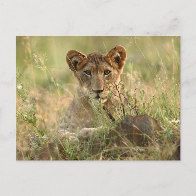 Cutest Baby Animals | Cute Baby Lion Cub Postcard (Front)