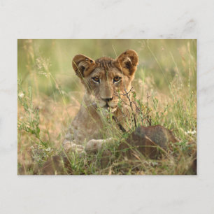 Cutest Baby Animals   Cute Baby Lion Cub Postcard