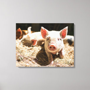 Cutest Baby Animals   Cute Baby Piglet Canvas Print