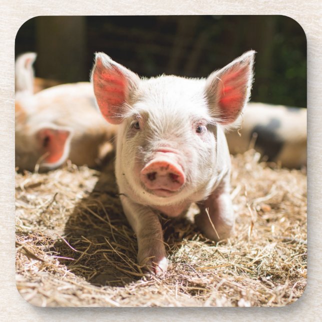 Cutest Baby Animals | Cute Baby Piglet Coaster (Front)