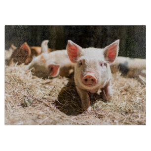 Cutest Baby Animals   Cute Baby Piglet Cutting Board