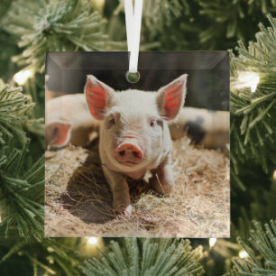 Cutest Baby Animals   Cute Baby Piglet Glass Tree Decoration