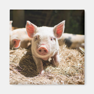 Cutest Baby Animals   Cute Baby Piglet Magnet