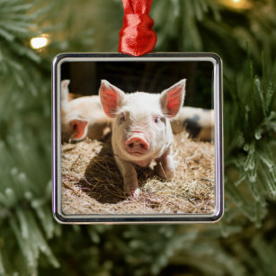 Cutest Baby Animals   Cute Baby Piglet Metal Tree Decoration