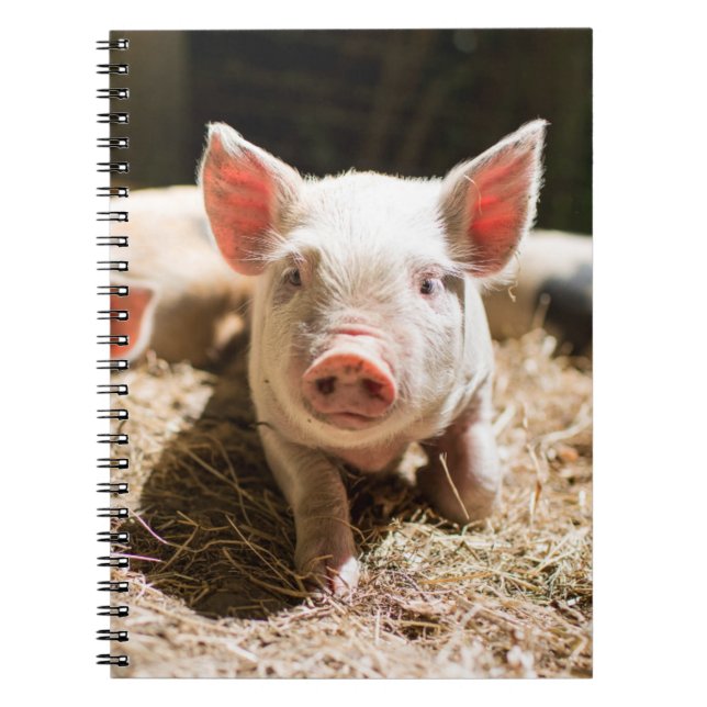 Cutest Baby Animals | Cute Baby Piglet Notebook (Front)
