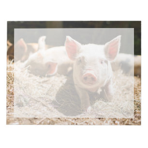 Cutest Baby Animals   Cute Baby Piglet Notepad