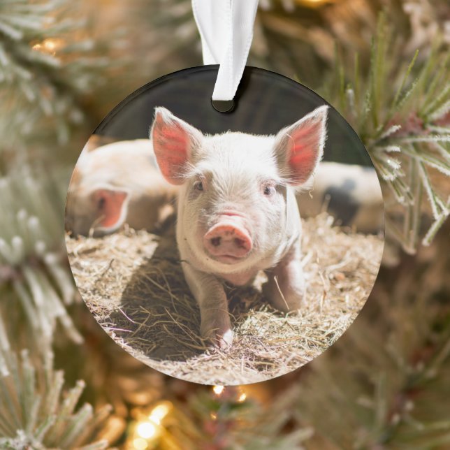 Cutest Baby Animals | Cute Baby Piglet Ornament (Tree)