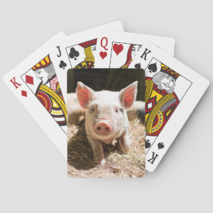 Cutest Baby Animals   Cute Baby Piglet Playing Cards