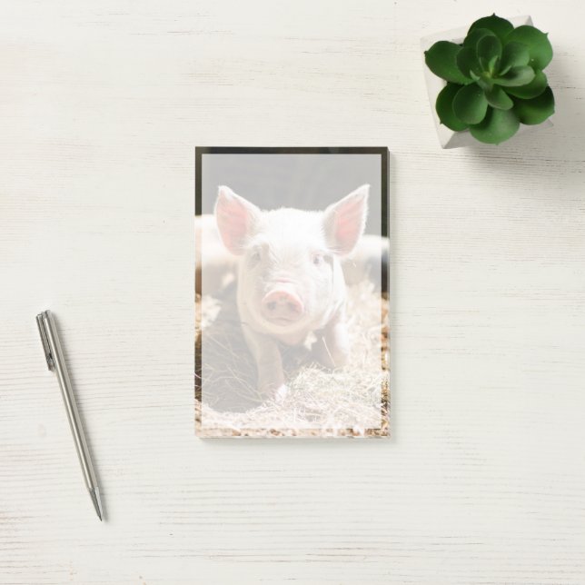 Cutest Baby Animals | Cute Baby Piglet Post-it Notes (Office)