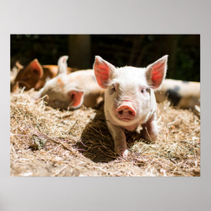 Cutest Baby Animals Cute Baby Piglet Poster