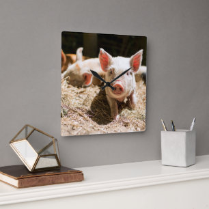Cutest Baby Animals   Cute Baby Piglet Square Wall Clock