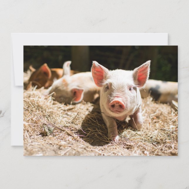 Cutest Baby Animals | Cute Baby Piglet Thank You Card (Front)