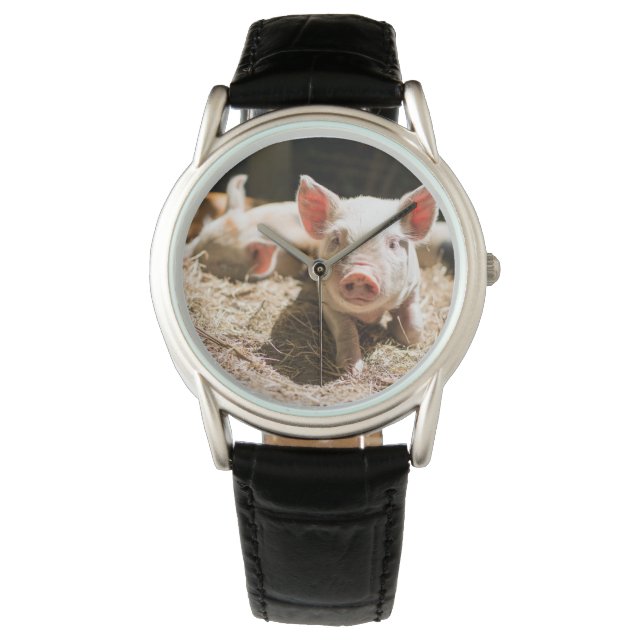 Cutest Baby Animals | Cute Baby Piglet Watch (Front)