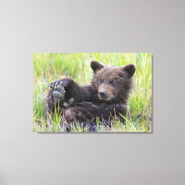 Cutest Baby Animals | Cute Brown Bear Cub Playing Canvas Print (Front)