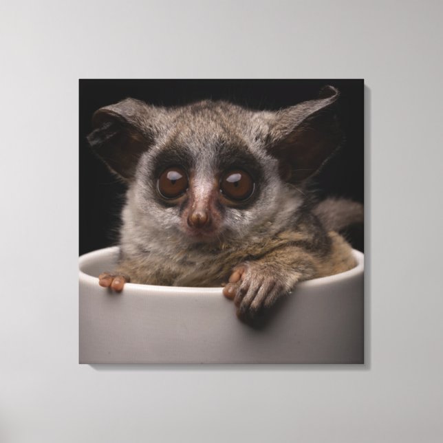Cutest Baby Animals | Cute Bushbaby Canvas Print (Front)