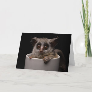 Cutest Baby Animals   Cute Bushbaby Card