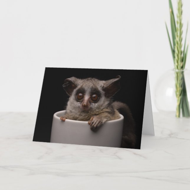 Cutest Baby Animals | Cute Bushbaby Card (Front)