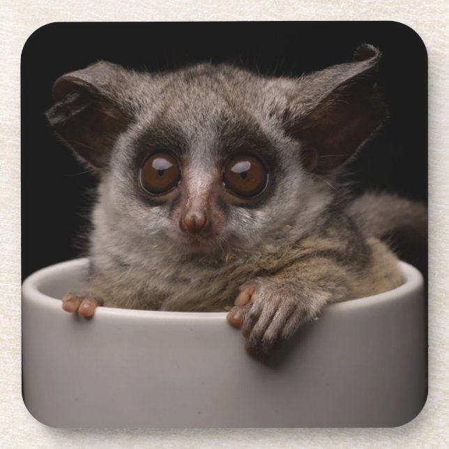 Cutest Baby Animals | Cute Bushbaby Coaster (Front)