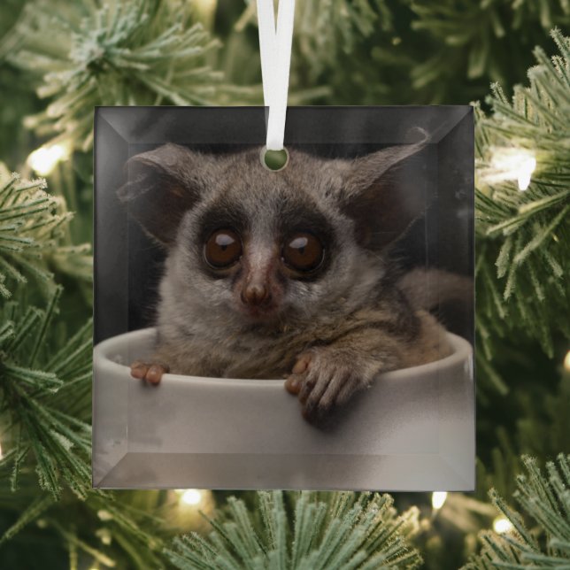Cutest Baby Animals | Cute Bushbaby Glass Tree Decoration (Insitu)