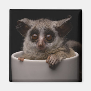Cutest Baby Animals Cute Bushbaby Magnet